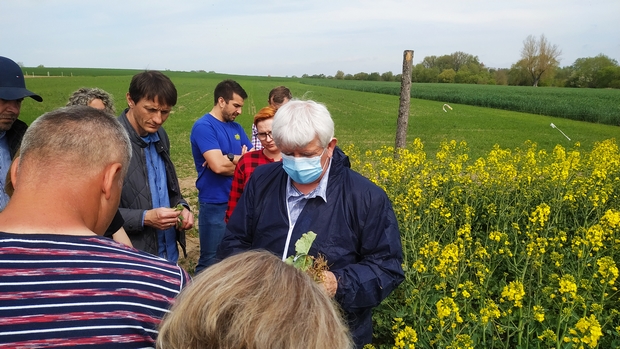 Na zdjęciu drugim Profesor Marek Korbas na doświadczeniu z rzepakiem ozimym pokazuje grupie osób roślinę porażoną chorobą, tłumaczy jak rozpoznać jej identyfikację 